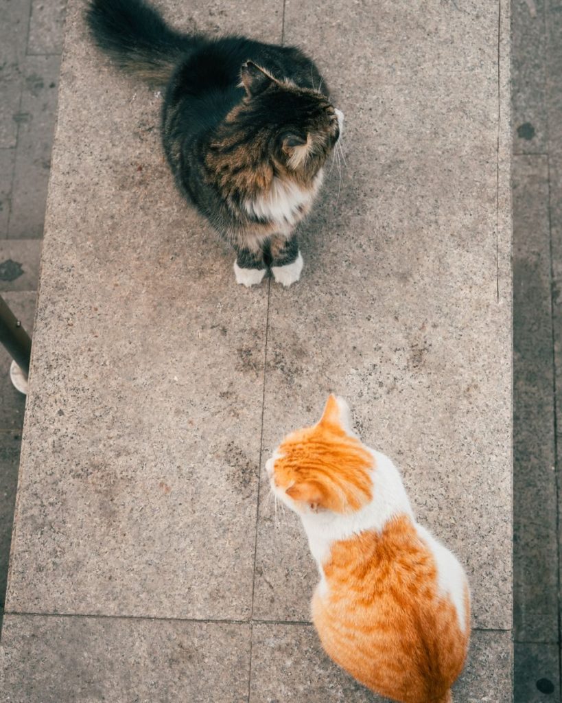 Two cats looking at each other from above, on a stone surface outdoors.