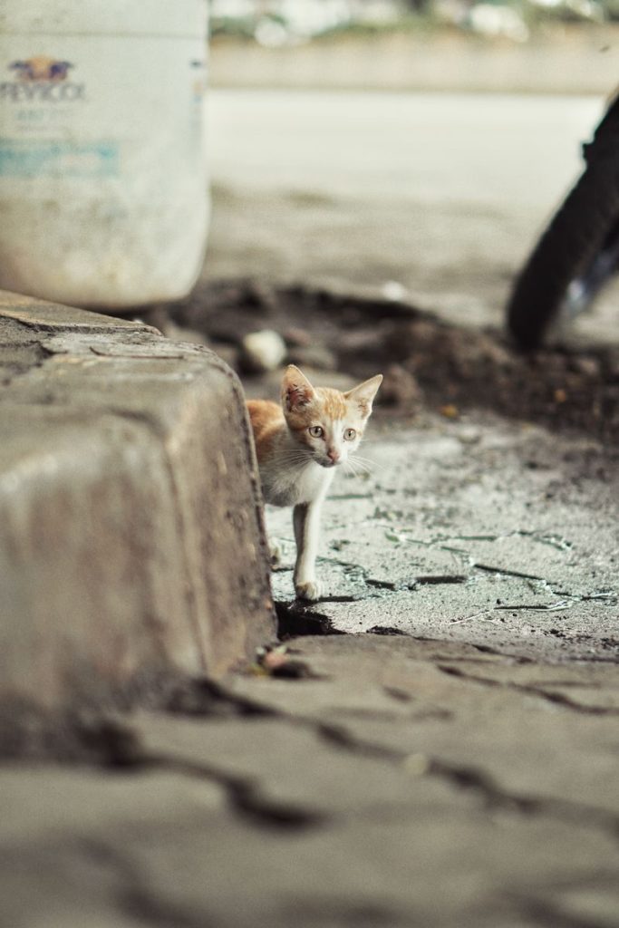 A curious kitten peeks around a corner on a city street, embodying urban exploration.