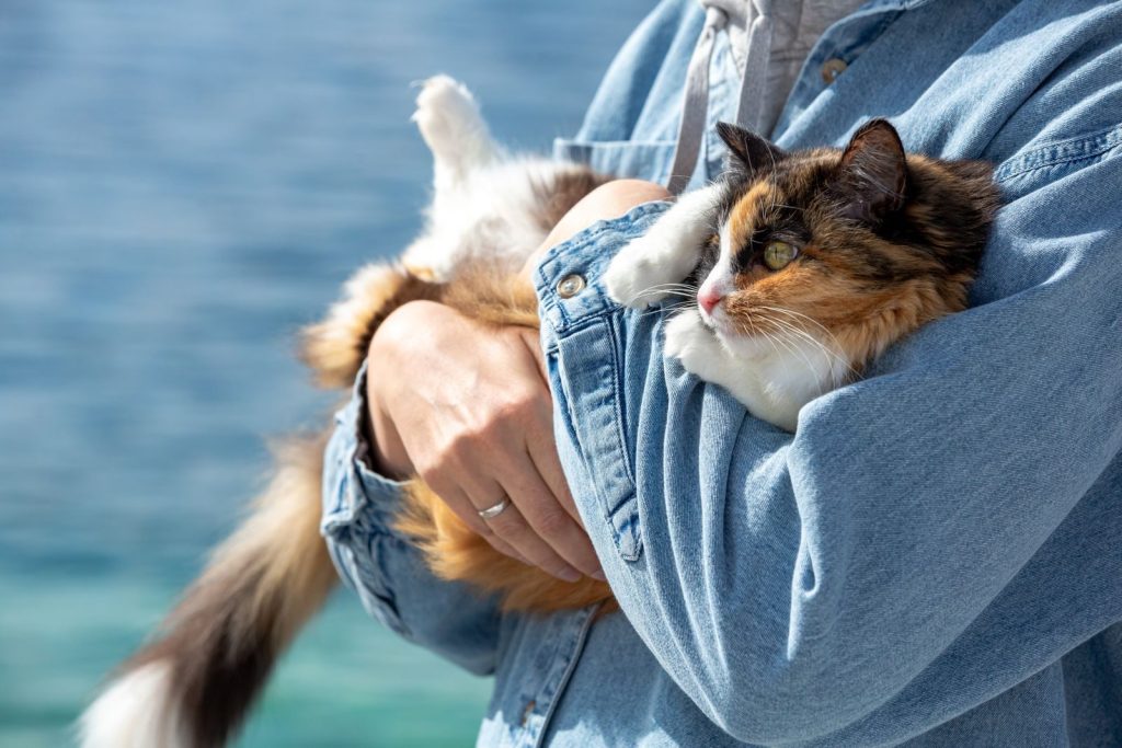 A person in denim holds a calico cat by a blue water background.