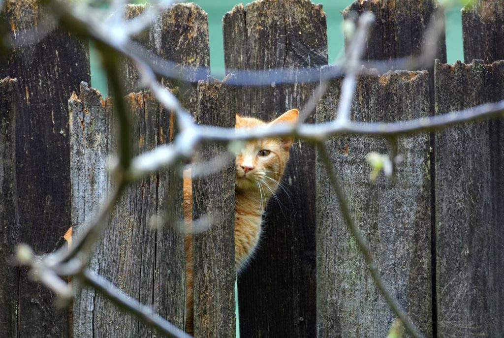 Ginger cat peeking through a rustic wooden fence, exhibiting curiosity and playfulness.