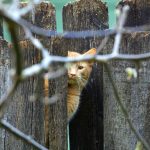 Ginger cat peeking through a rustic wooden fence, exhibiting curiosity and playfulness.
