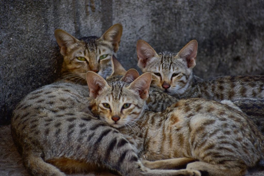 A family of Arabian Mau cats snuggled together showcasing their unique spot patterns.
