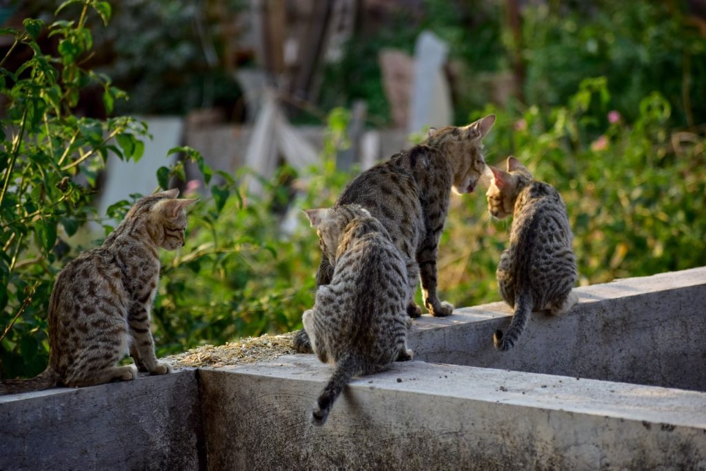 Four cats sit together on a stone wall in a sunny garden setting.