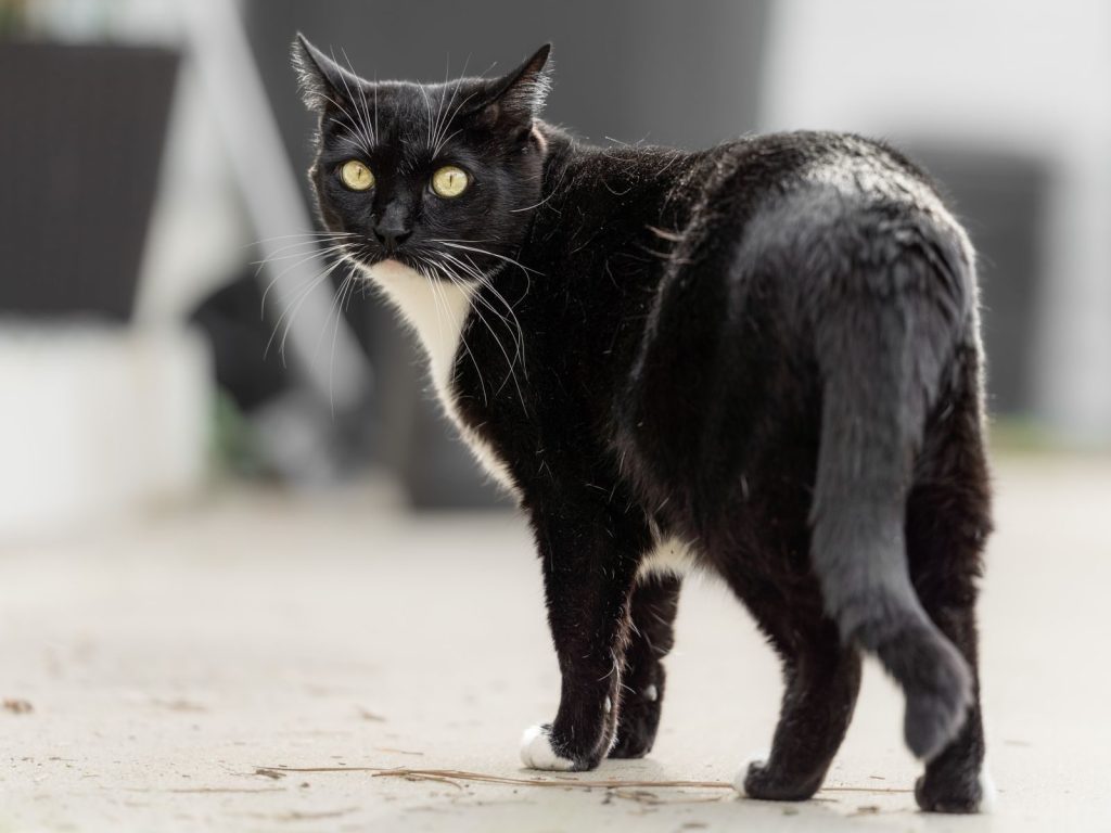 A black and white cat with striking yellow eyes turns to look back in an outdoor setting.