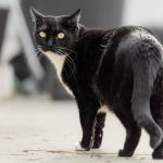 A black and white cat with striking yellow eyes turns to look back in an outdoor setting.