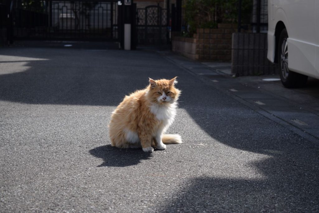 A stray orange cat sits alone on a suburban street on a sunny spring day.