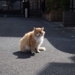A stray orange cat sits alone on a suburban street on a sunny spring day.