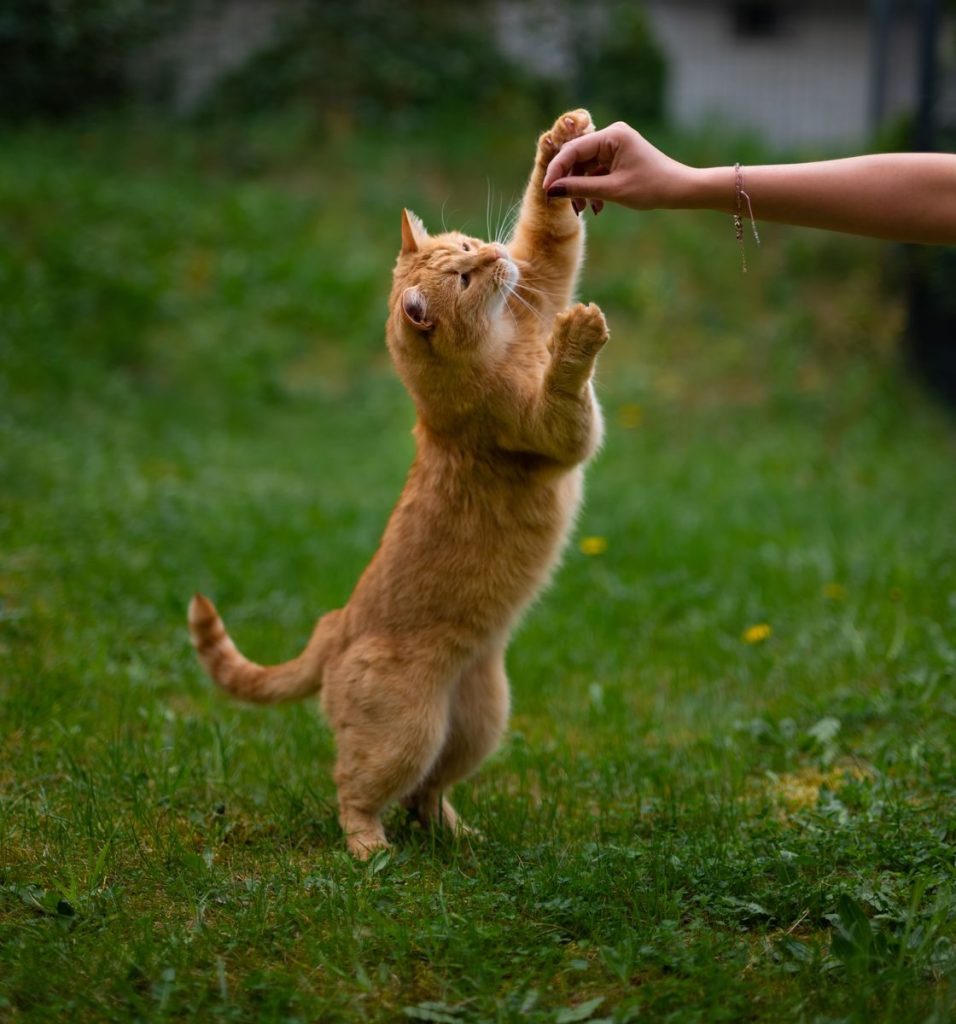 A playful ginger cat stands on hind legs reaching for a treat held by a person outdoors.
