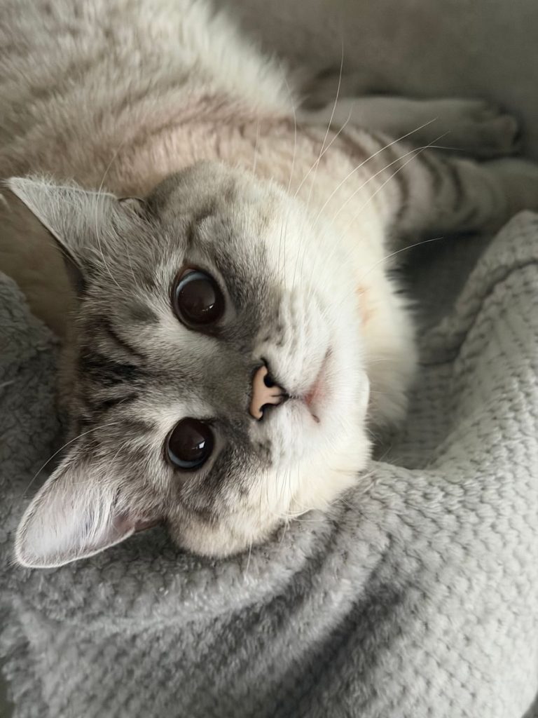 Adorable tabby cat lying on a soft grey blanket, looking lovingly at the camera.