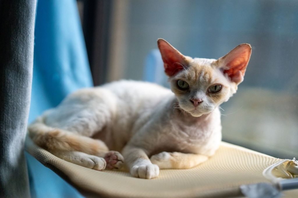 A Devon Rex cat lounging comfortably on a hammock by the window in soft daylight.