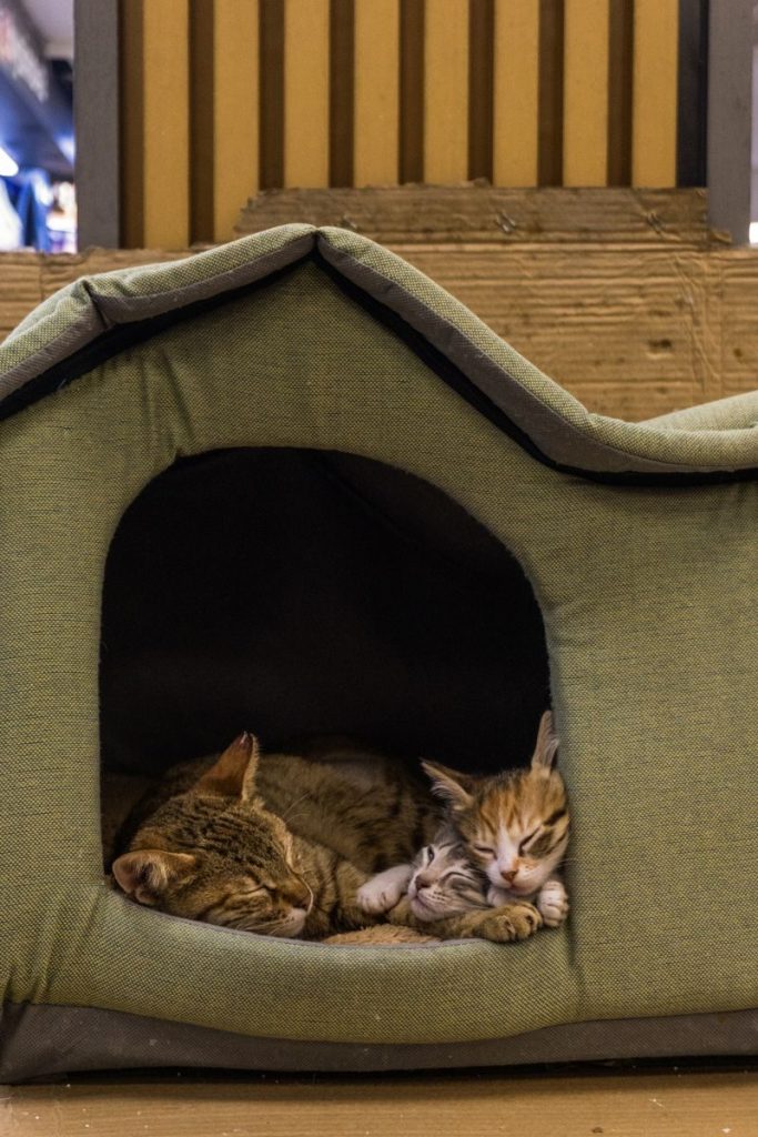 Three tabby cats rest peacefully inside a cozy green pet bed indoors.