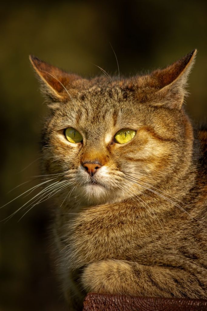 Close-up image of a brown tabby cat with striking green eyes in natural light.