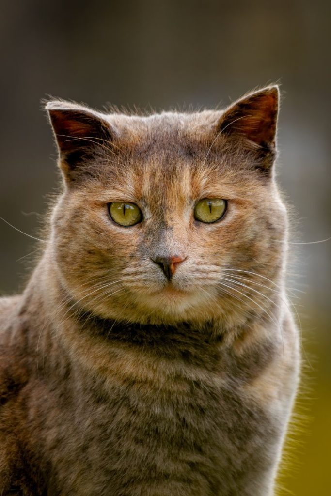 Close-up image of a domestic cat with captivating eyes outdoors, showcasing animal beauty.