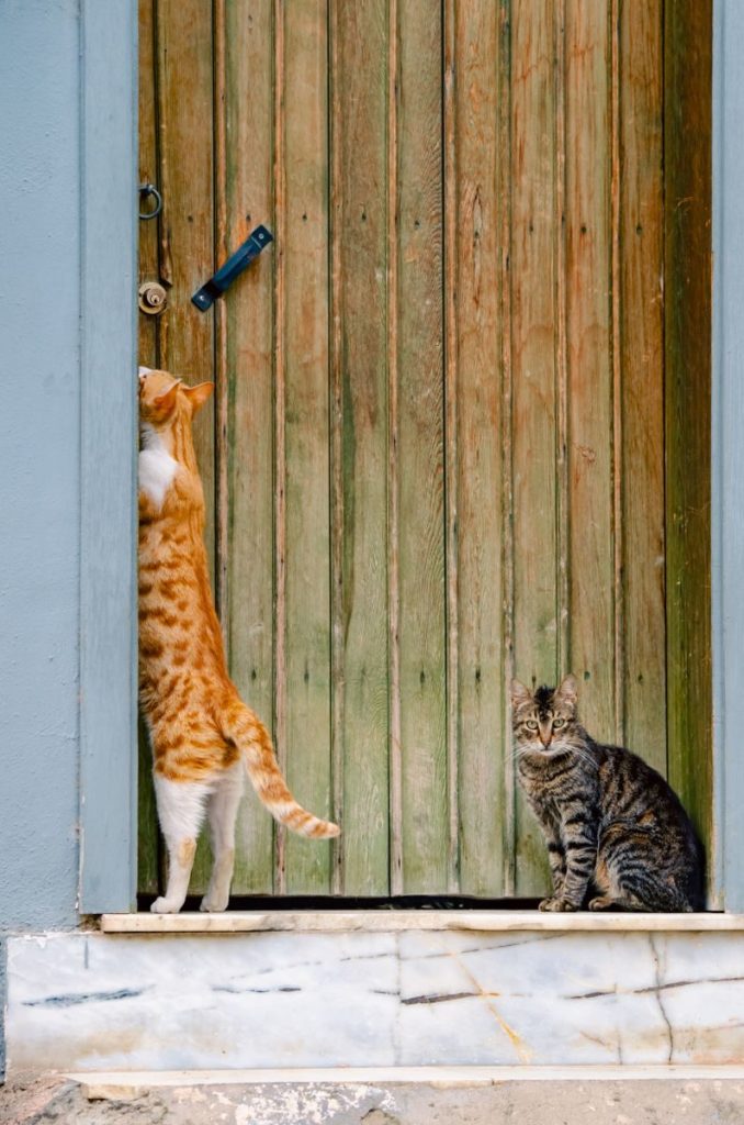 A ginger and tabby cat curiously exploring a closed wooden door, outdoors.