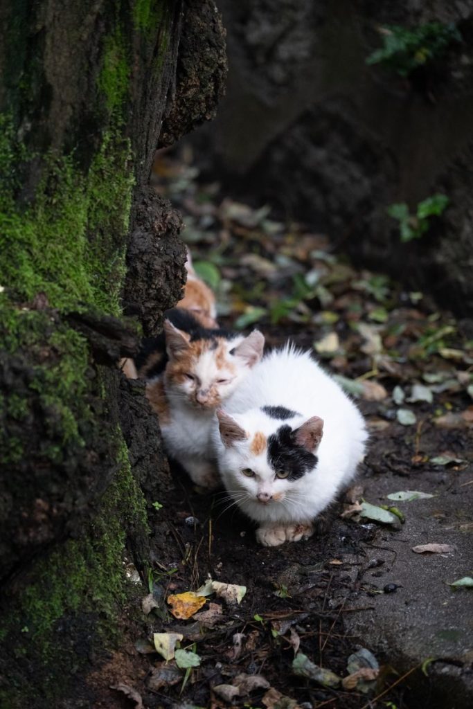 Two calico kittens exploring a moss-covered, leaf-strewn forest floor.