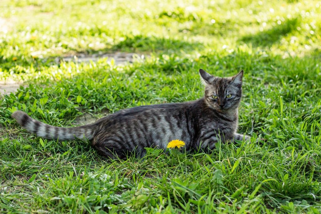 A tabby cat lies comfortably in a lush green meadow during spring, with a single yellow flower nearby.
