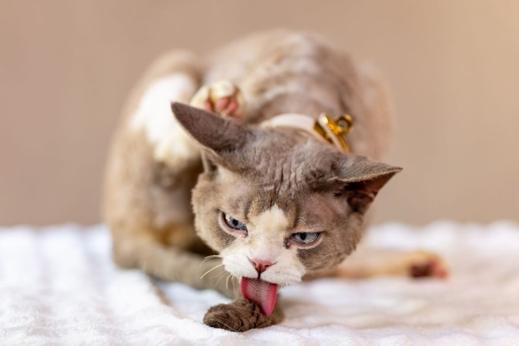 Playful Devon Rex cat grooming itself on a soft white blanket indoors, showcasing unique coat and large ears.
