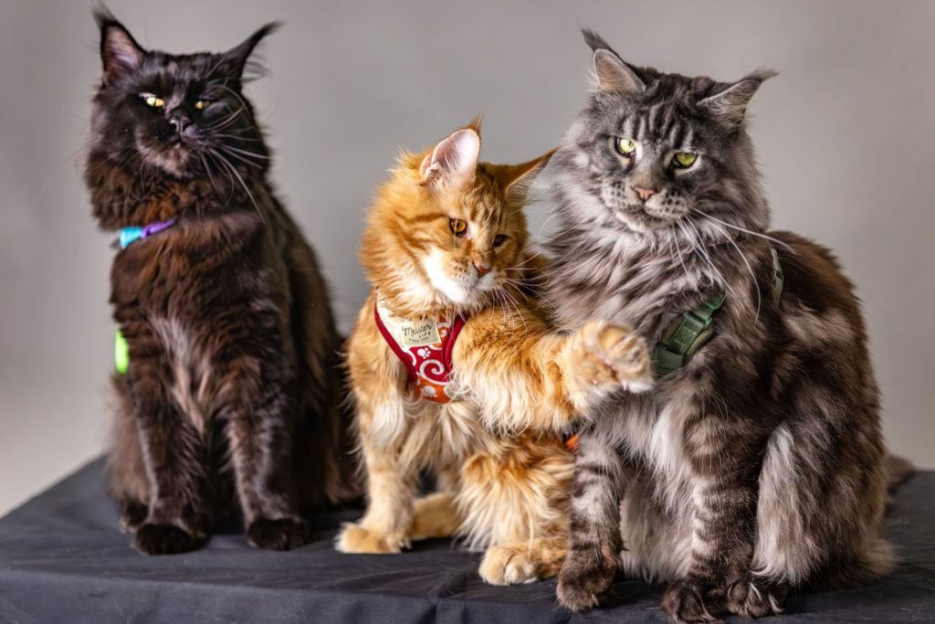 A trio of Maine Coon cats showcasing their regal demeanor in a studio setting.