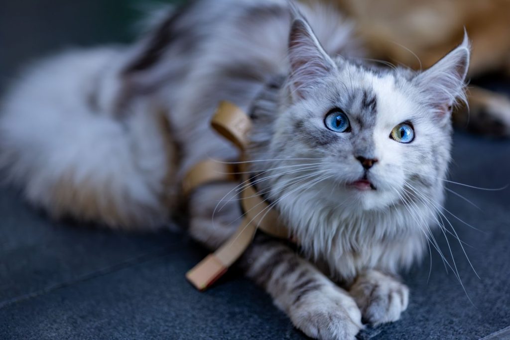 Adorable Maine Coon cat with striking heterochromia eyes relaxing indoors.
