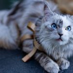 Adorable Maine Coon cat with striking heterochromia eyes relaxing indoors.