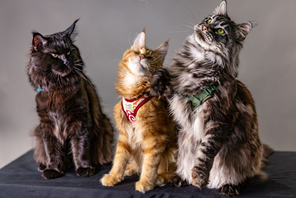 A trio of Maine Coon cats posing in a studio, capturing their majestic fur and distinct expressions.