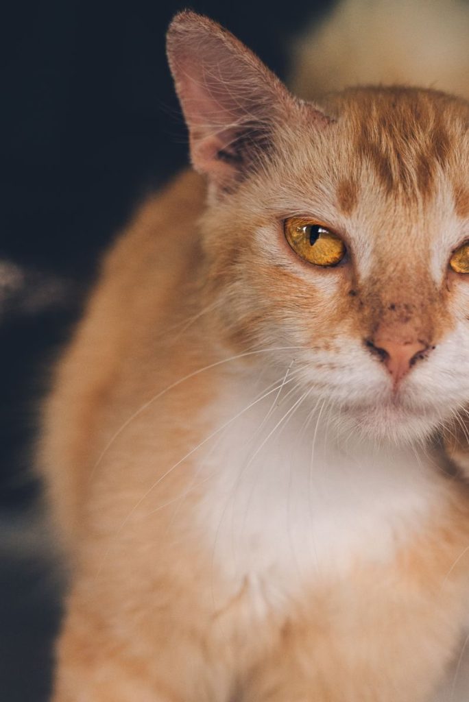Charming close-up of a ginger cat showcasing its striking amber eyes.