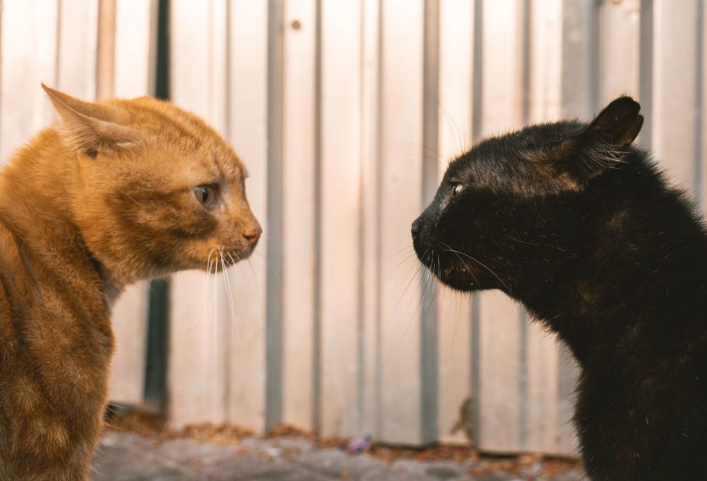 Ginger and black cats face off against a metallic backdrop in an urban Istanbul setting.
