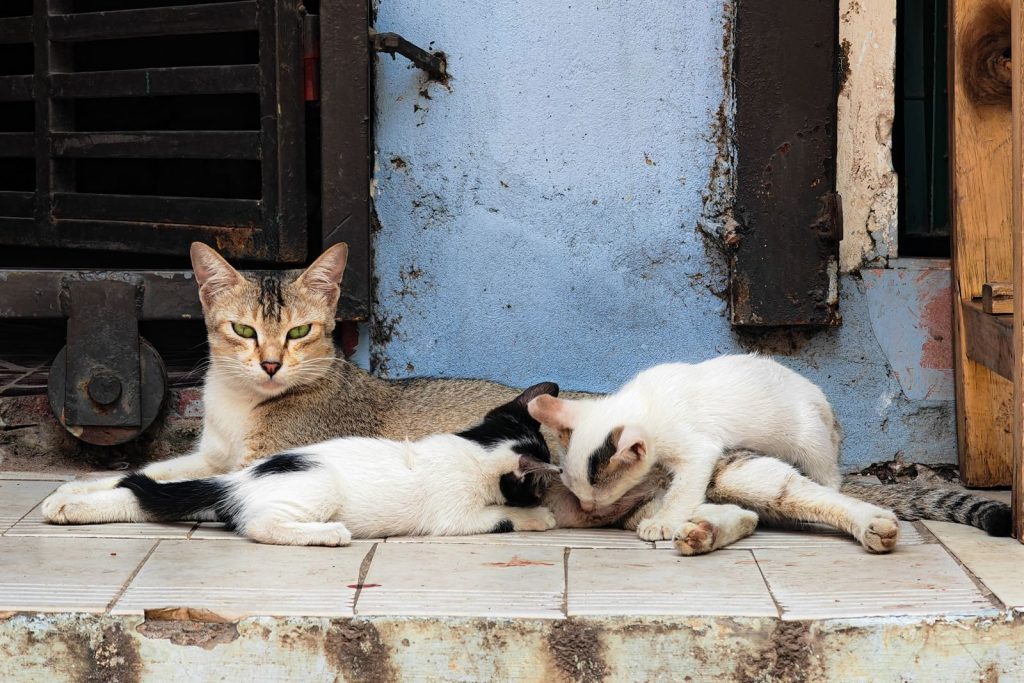 A group of stray cats lounging on a weathered porch in an urban setting, showcasing feline companionship.
