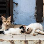 A group of stray cats lounging on a weathered porch in an urban setting, showcasing feline companionship.