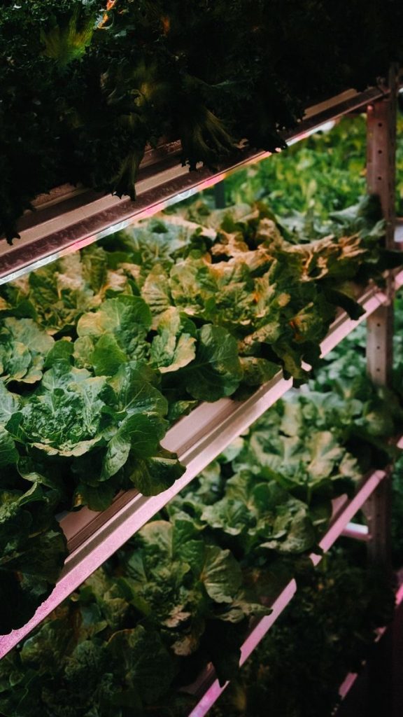 Close-up of lush green lettuce growing in an indoor vertical farm setup with hydroponic systems.