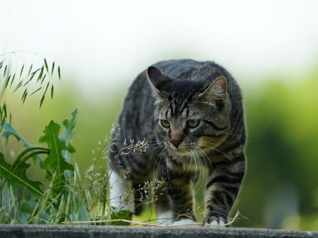 A focused tabby cat prowling through grass, ideal for nature and pet themes.