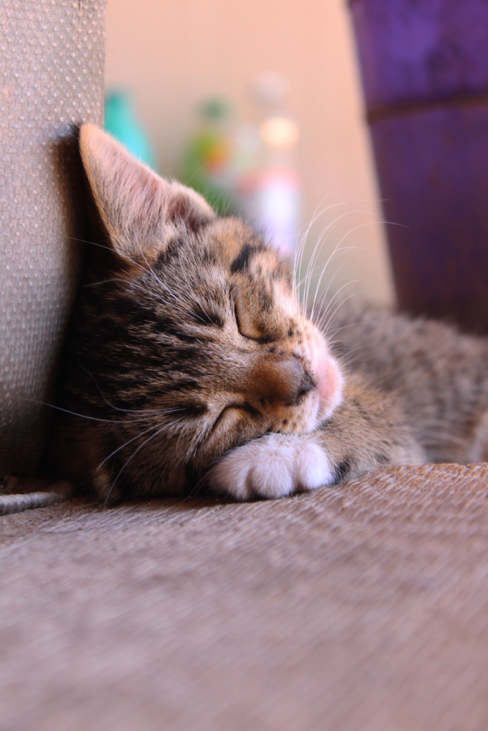 Close-up of a serene tabby kitten sleeping soundly on a cozy sofa indoors.