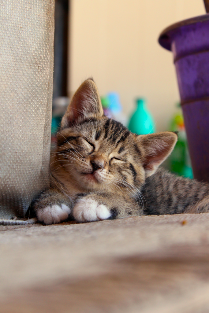 A cute tabby kitten peacefully sleeping on a carpet indoors.