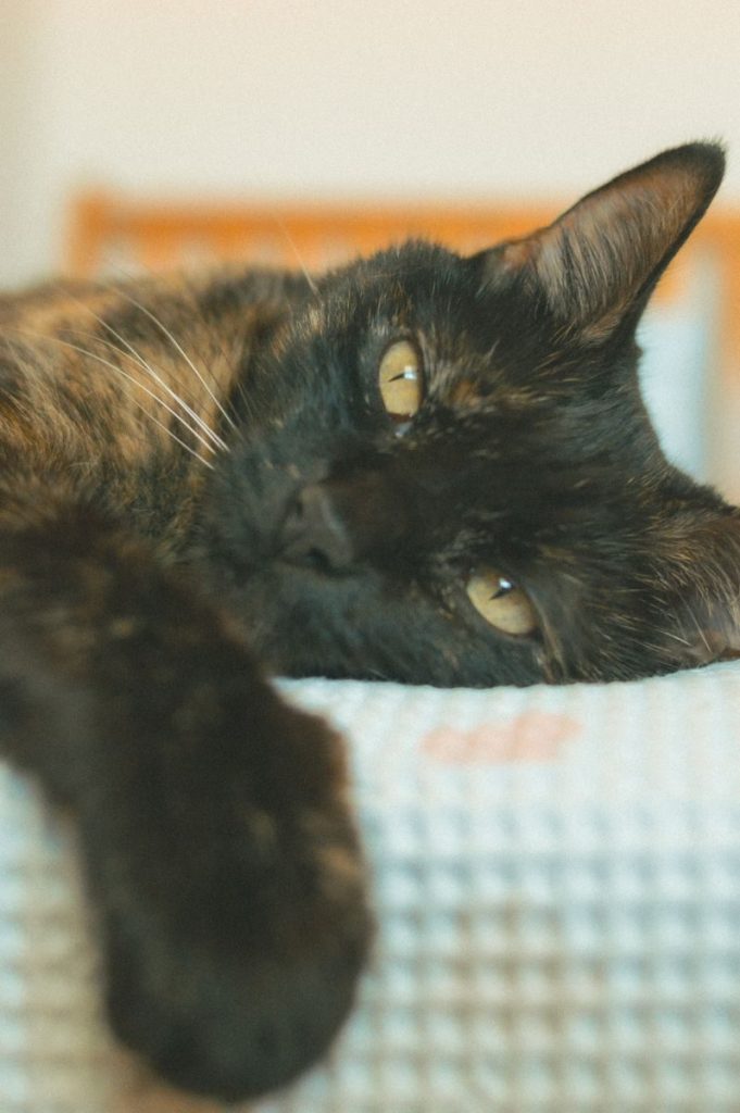 Charming close-up of a relaxed tortoiseshell cat lounging indoors, showcasing its striking eyes and distinctive fur pattern.