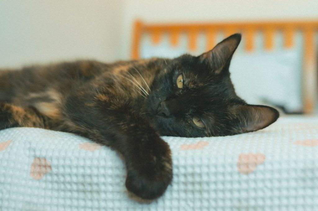 Tortoiseshell cat laying comfortably on a patterned bed in soft lighting.