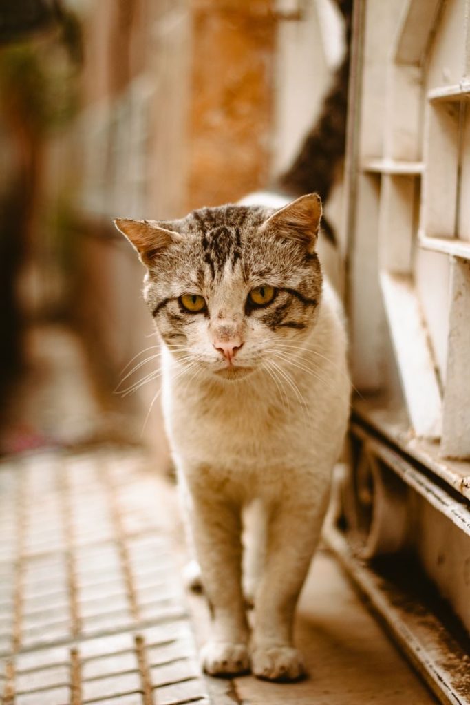 Close-up of a street cat with a vigilant look, walking along an urban path.