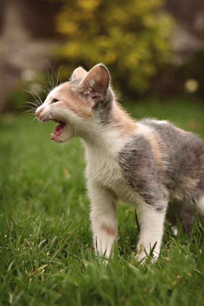 Cute tri-color kitten meowing on green grass, showcasing curiosity and playfulness.