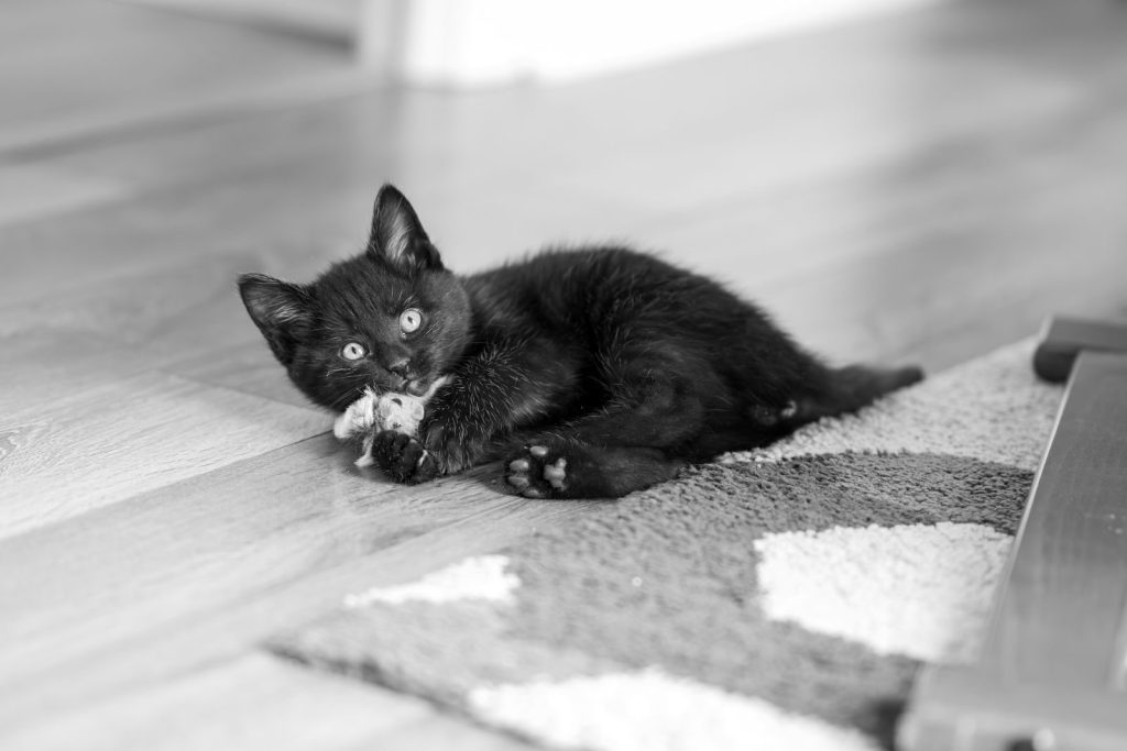 A cute black kitten with bright eyes playing on a patterned rug in a bright indoor setting.