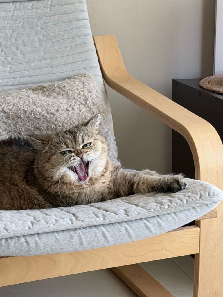 Adorable British Shorthair cat yawning and relaxing on a comfy armchair indoors.