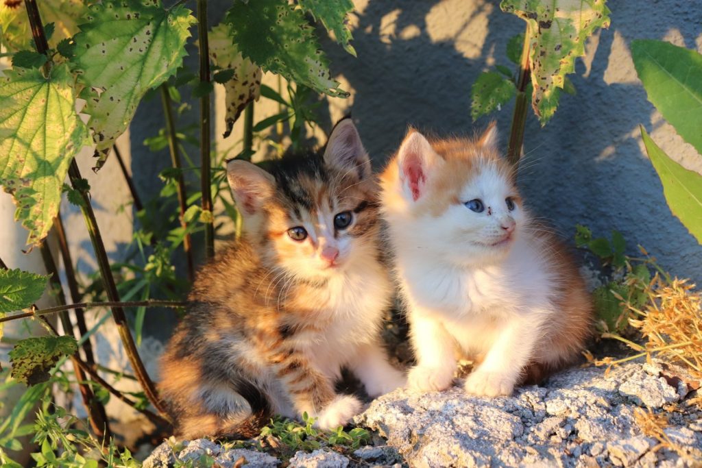 Two cute kittens sit together on a sunlit rock surrounded by green plants.