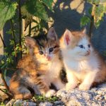 Two cute kittens sit together on a sunlit rock surrounded by green plants.