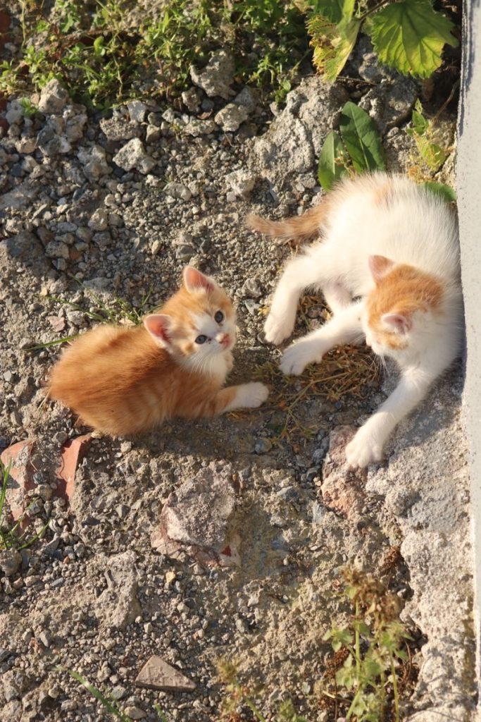 Two cute ginger kittens playing on a sunlit gravel surface outdoors.