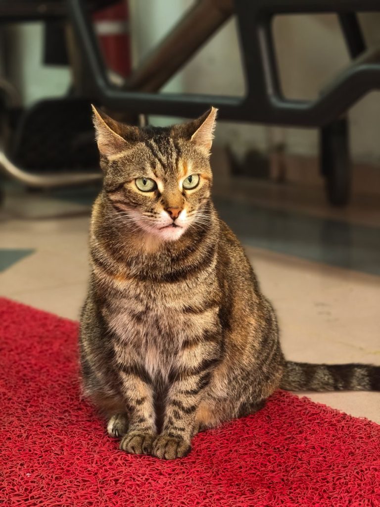 A tabby cat with green eyes sitting on a red rug in an indoor setting, İstanbul.