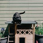 A black cat on a wooden cat house in a garden with decorative pots and gnome.