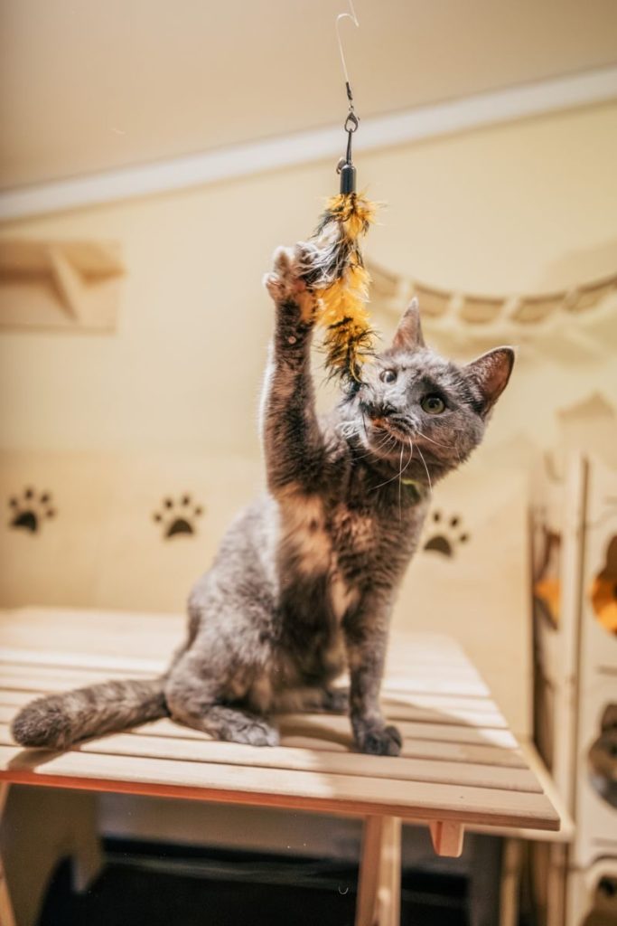 Gray cat plays with a feather toy indoors on a wooden platform, creating a lively and whimsical scene.