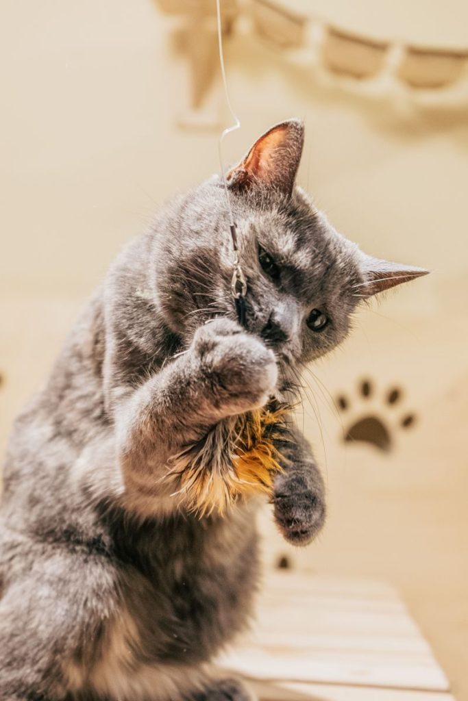 A gray cat playfully engaged with a feather toy inside a cozy room.