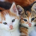 Close-up of ginger and tabby kittens with soft fur and curious expressions.