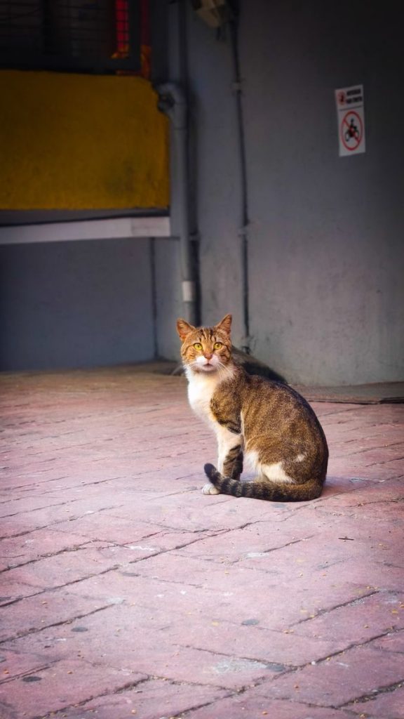 A street cat sits calmly on a cobblestone path in Istanbul, Türkiye.