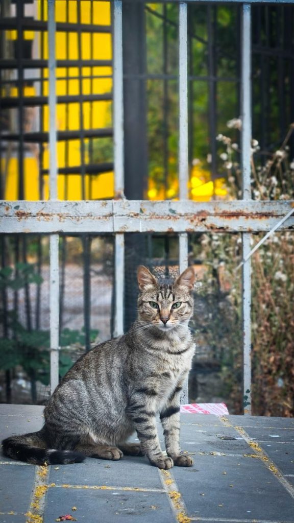 A stray tabby cat sits in an outdoor setting in Istanbul, showcasing urban wildlife.
