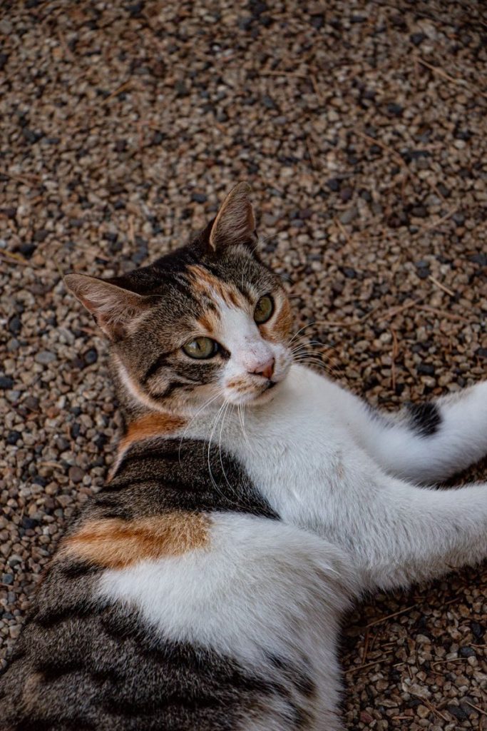 A tranquil calico cat lying on a gravel surface outdoors, showcasing its striking fur patterns.